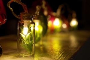 Fern Apothecary