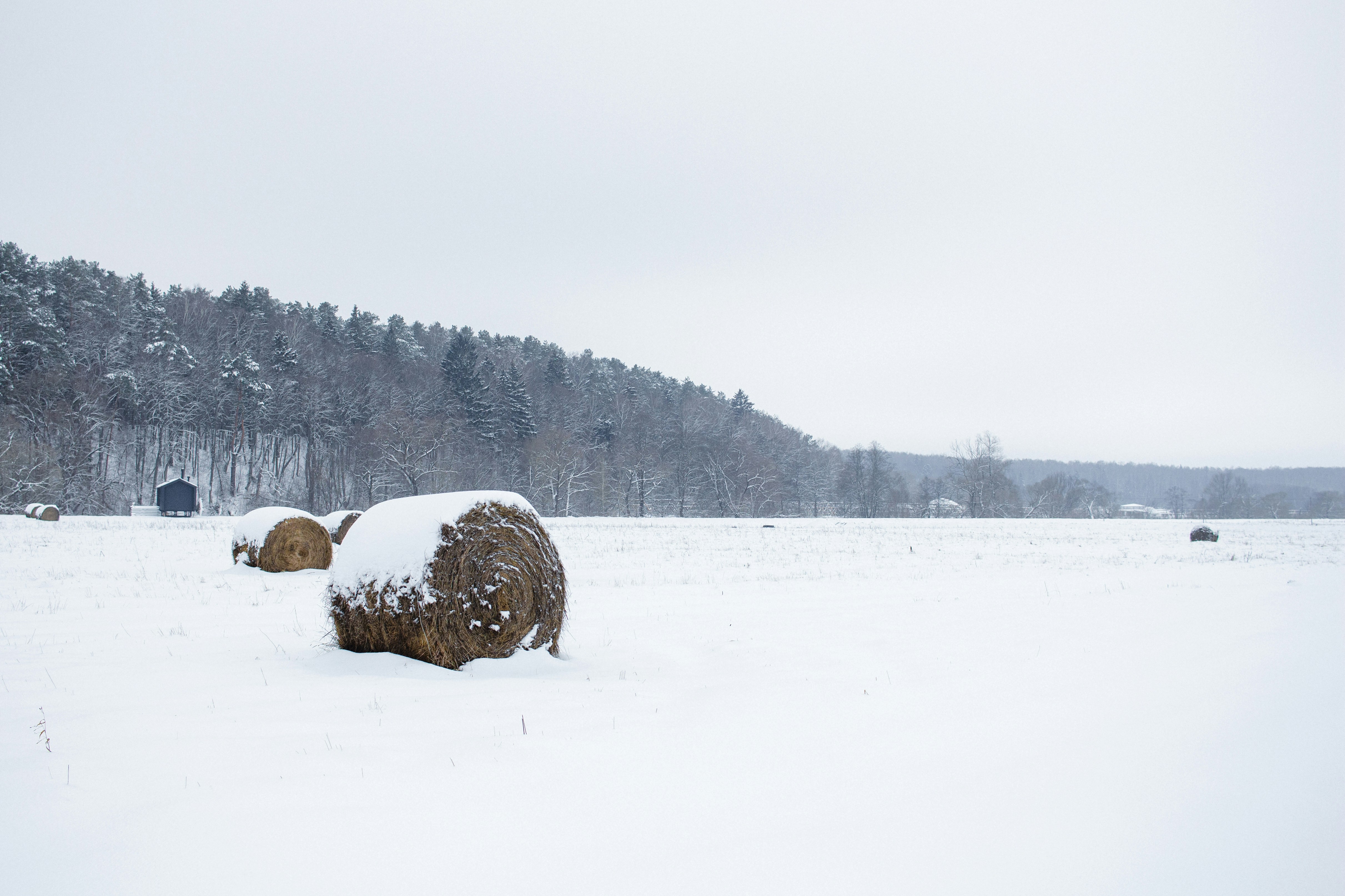 hay bales in a snowy field with trees in the background