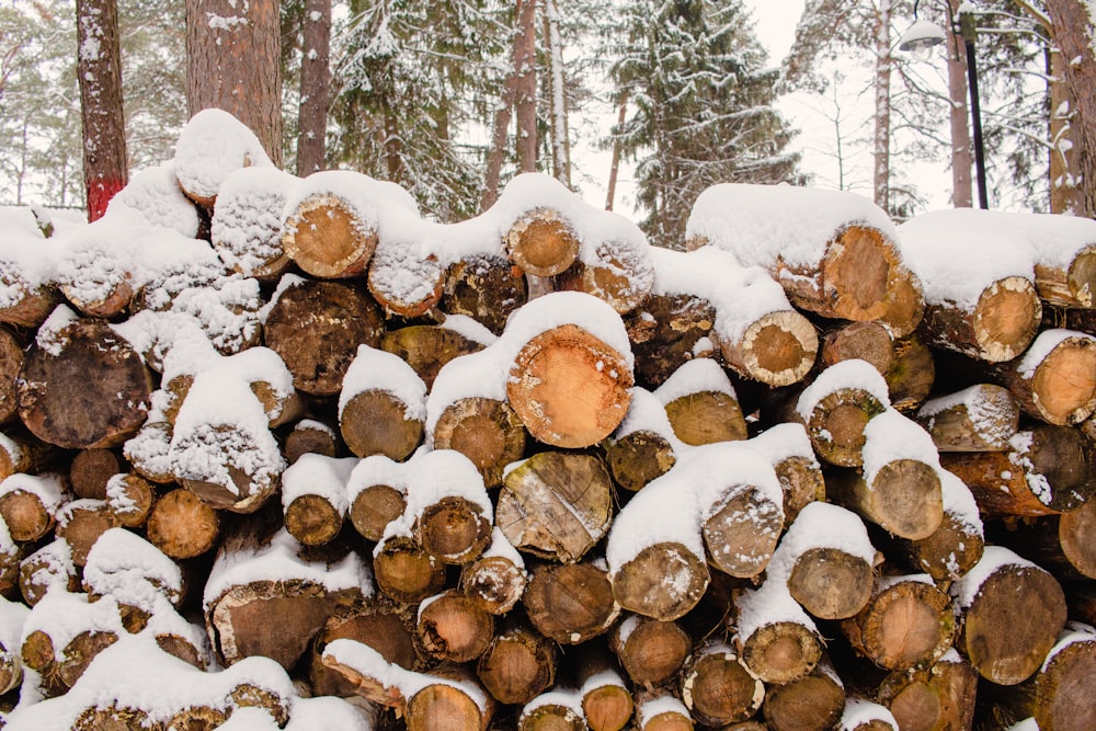 a pile of logs covered in snow in a forest