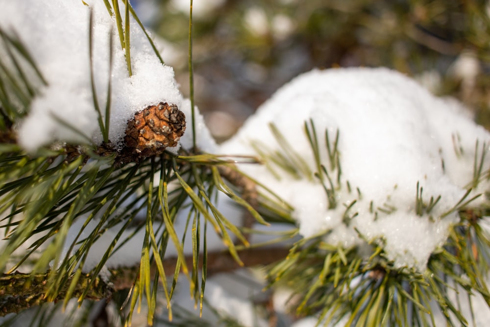 a close up of a pine tree with snow on it