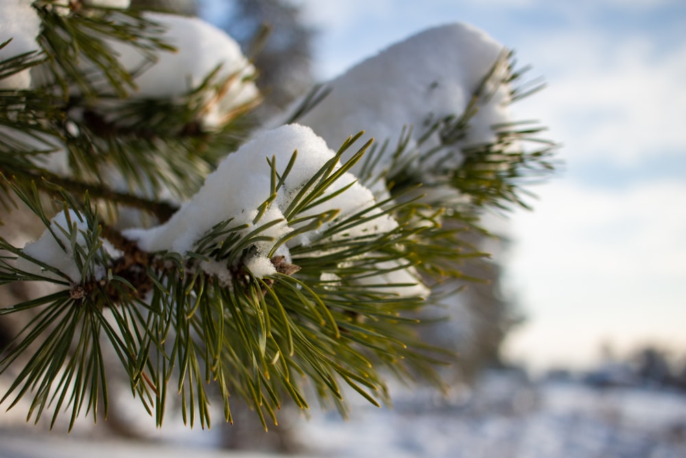 a pine tree branch with snow on it