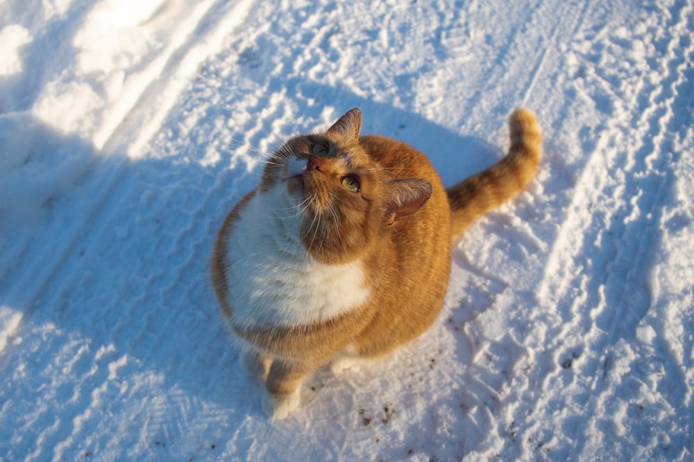 an orange and white cat standing in the snow