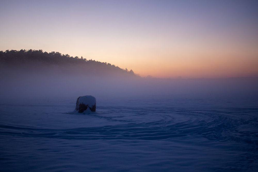 a horse standing in the middle of a snow covered field