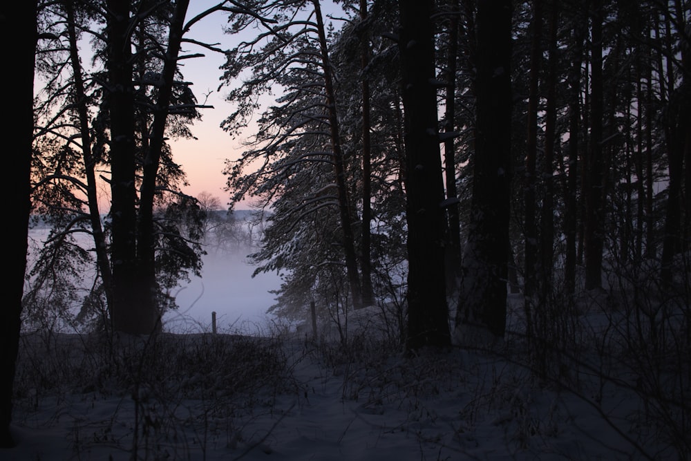 the sun is setting in the distance behind the trees