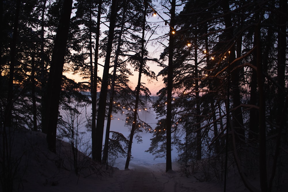 a path in the woods leading to a lake