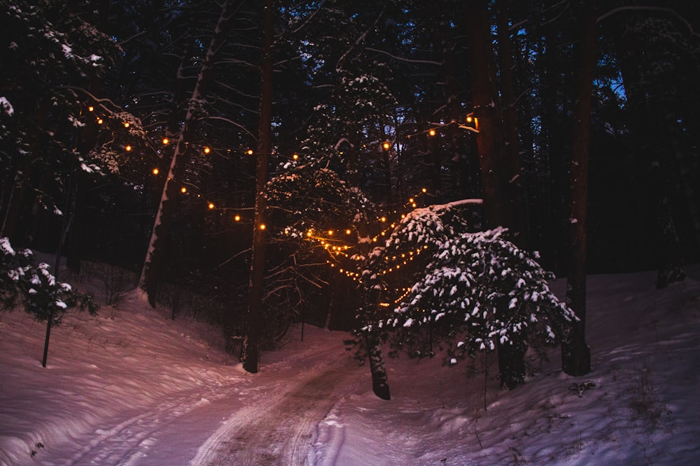 a snowy path in the woods at night