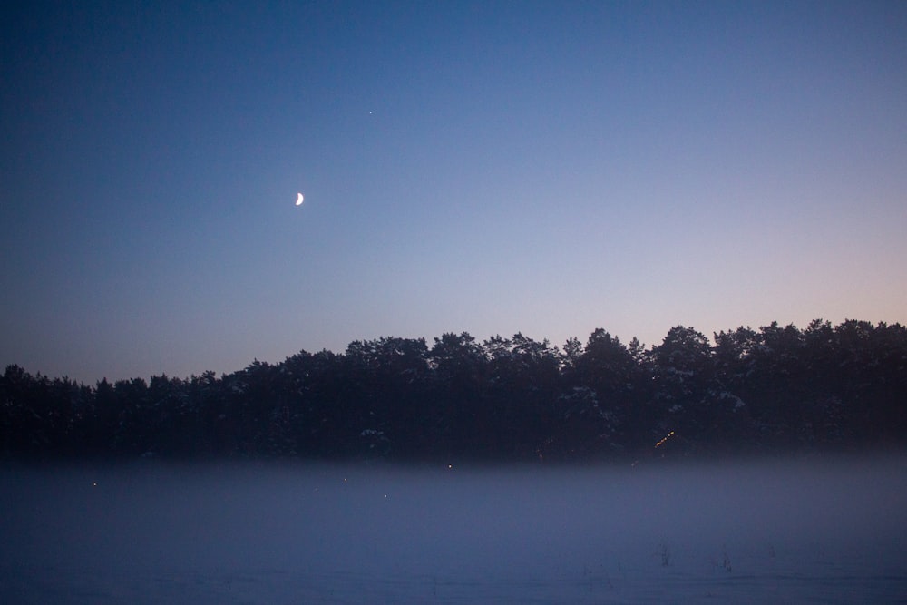 a foggy field with trees in the distance