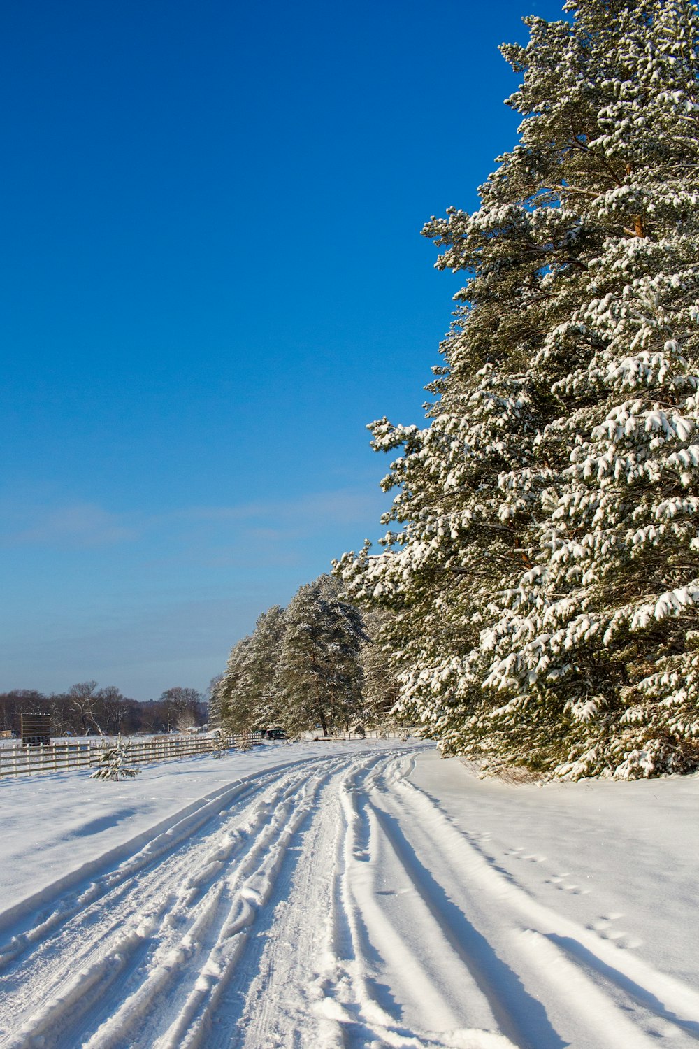 a snow covered road next to a large pine tree