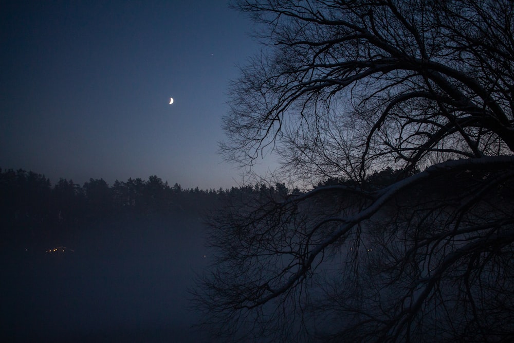 Un árbol en la oscuridad con una luna en el fondo