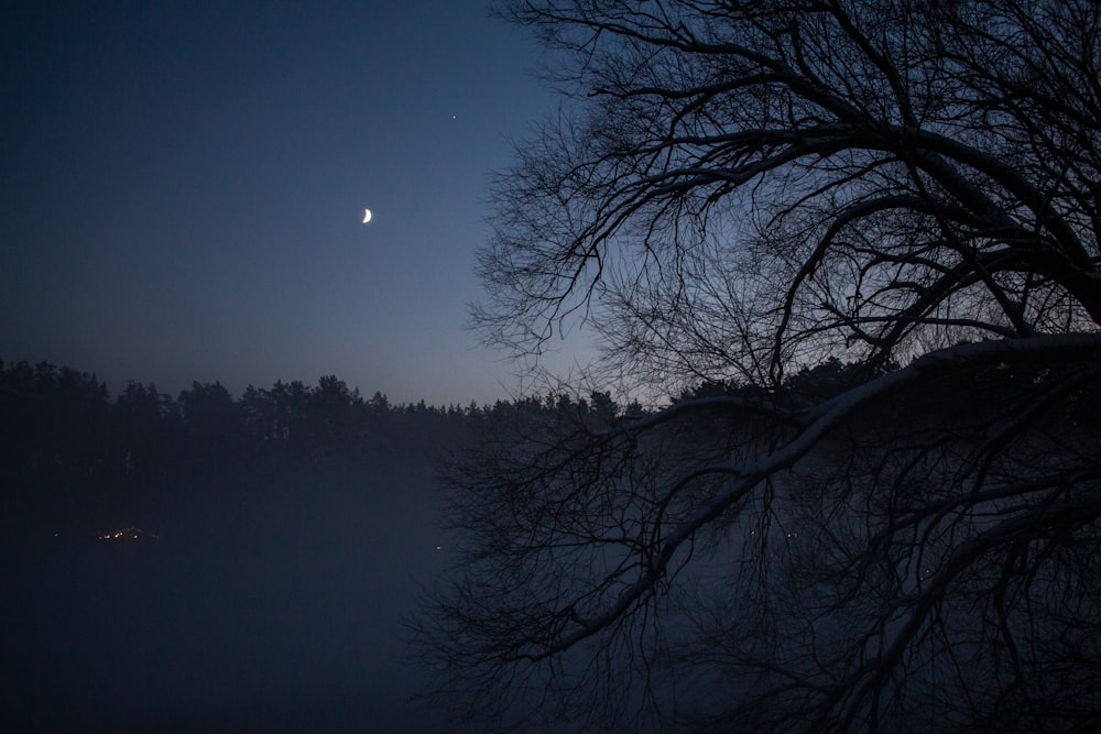 a tree in the dark with a moon in the background