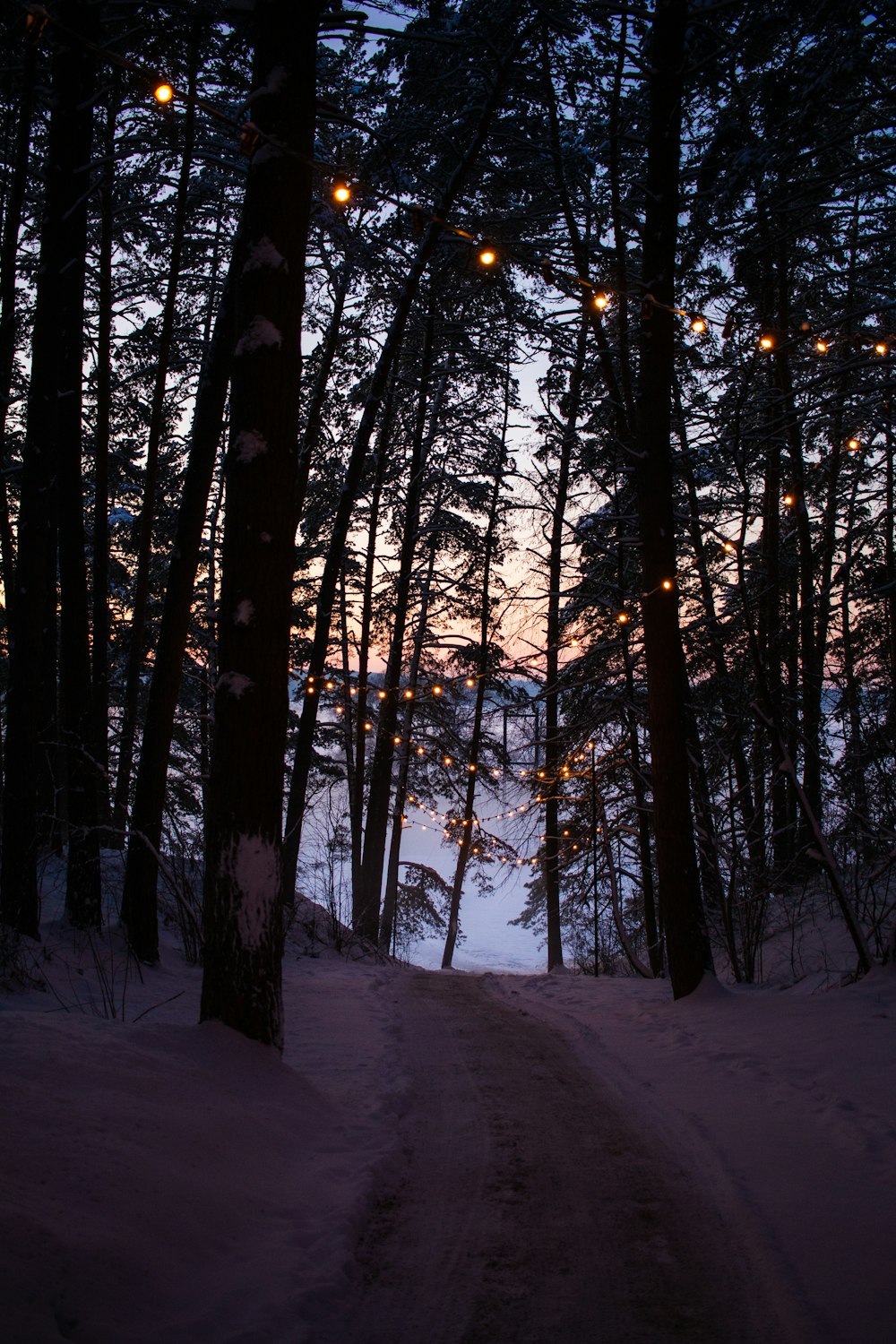 um caminho através de uma floresta nevada com luzes amarradas das árvores