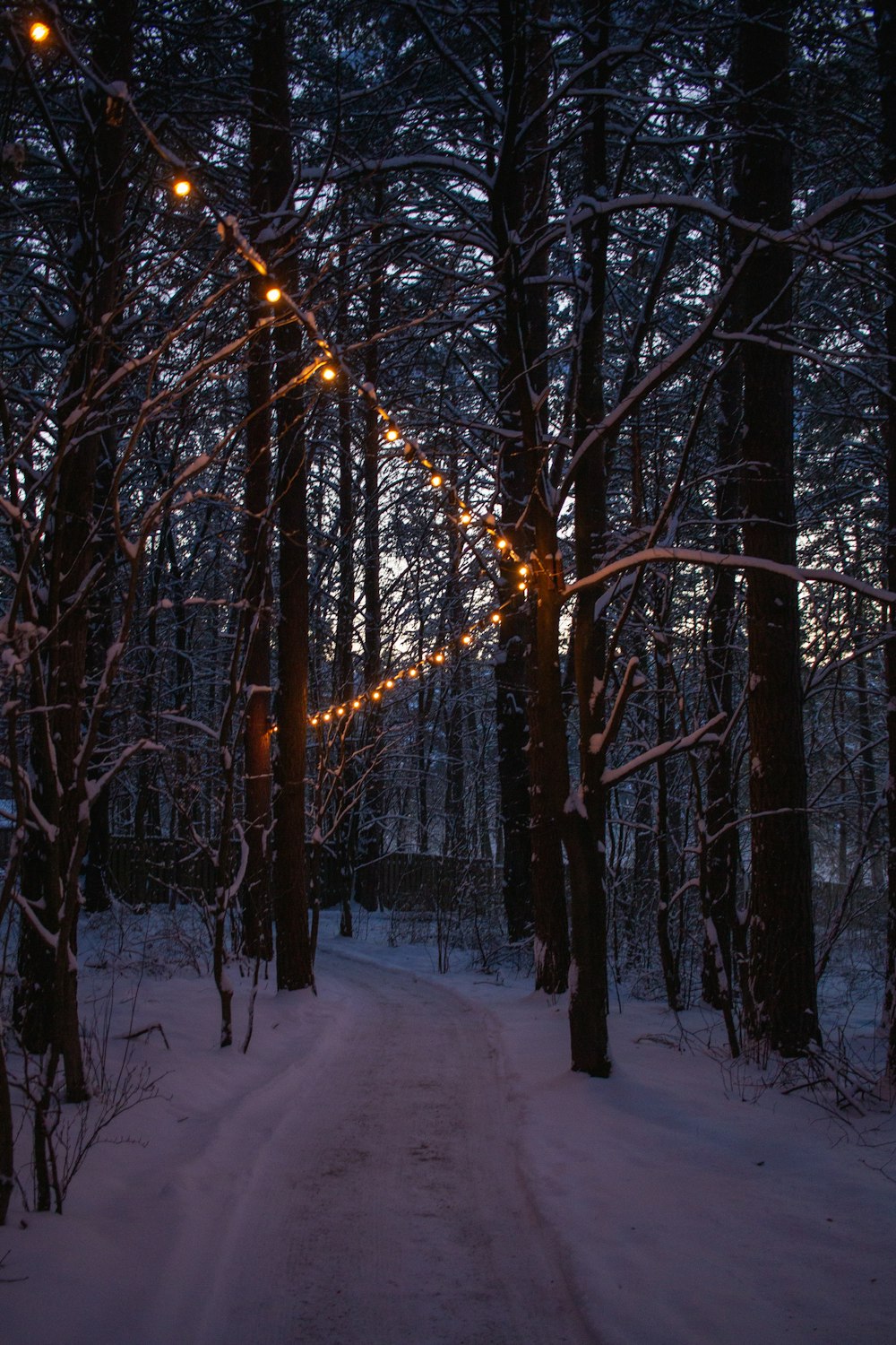 a path through a snowy forest with lights strung from the trees