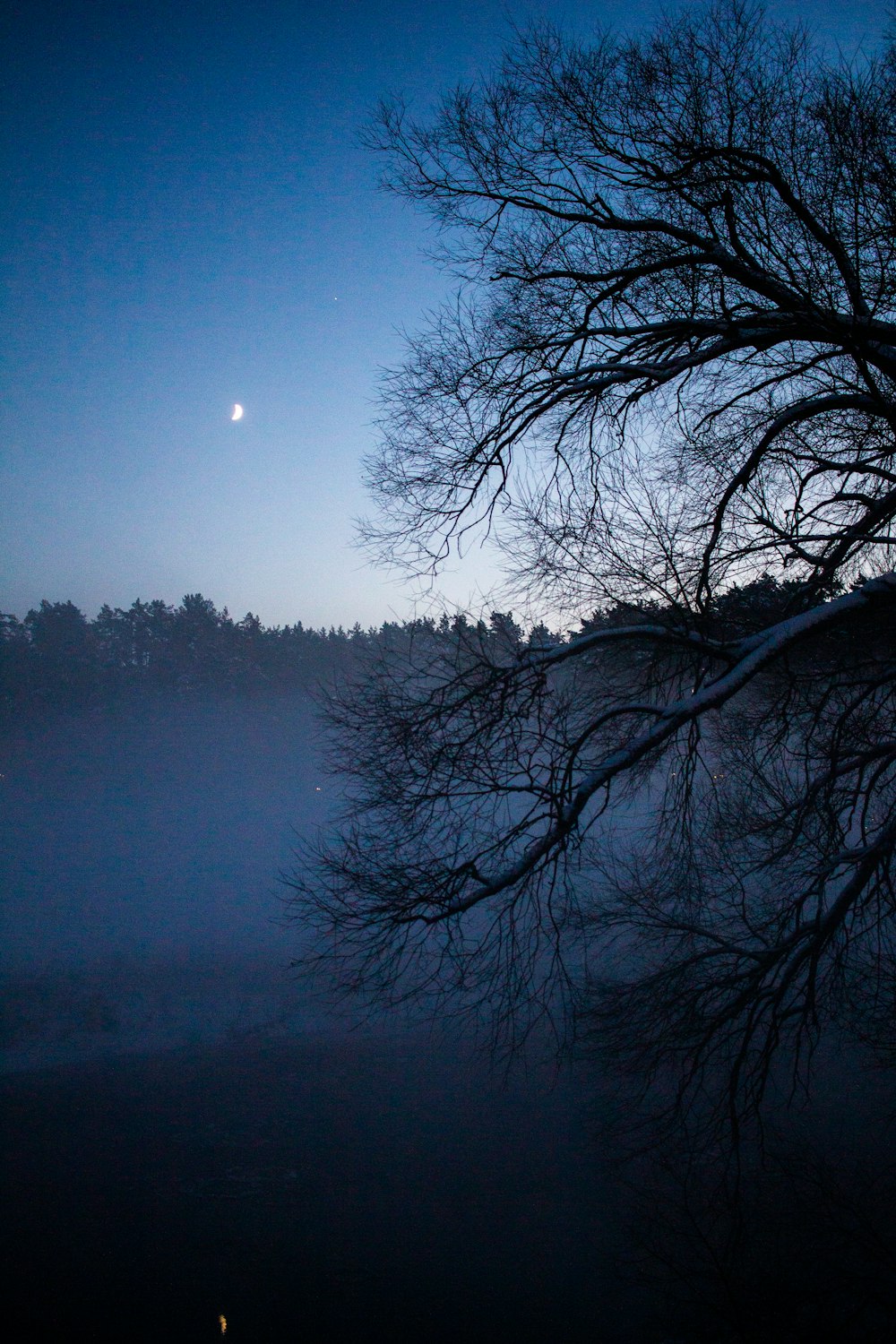 a tree with no leaves and a moon in the background