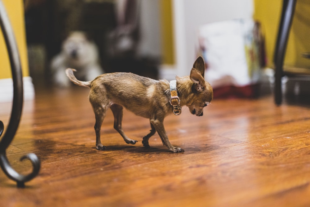 a small brown dog standing on top of a hard wood floor