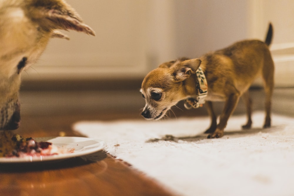 a small dog eating food off of a plate