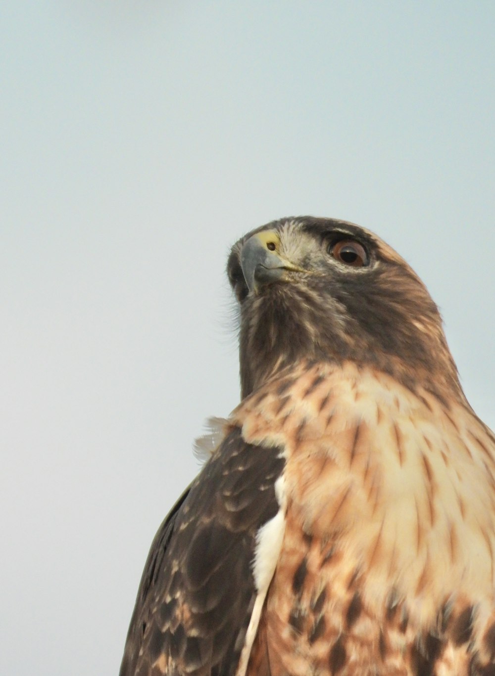 a close up of a bird of prey