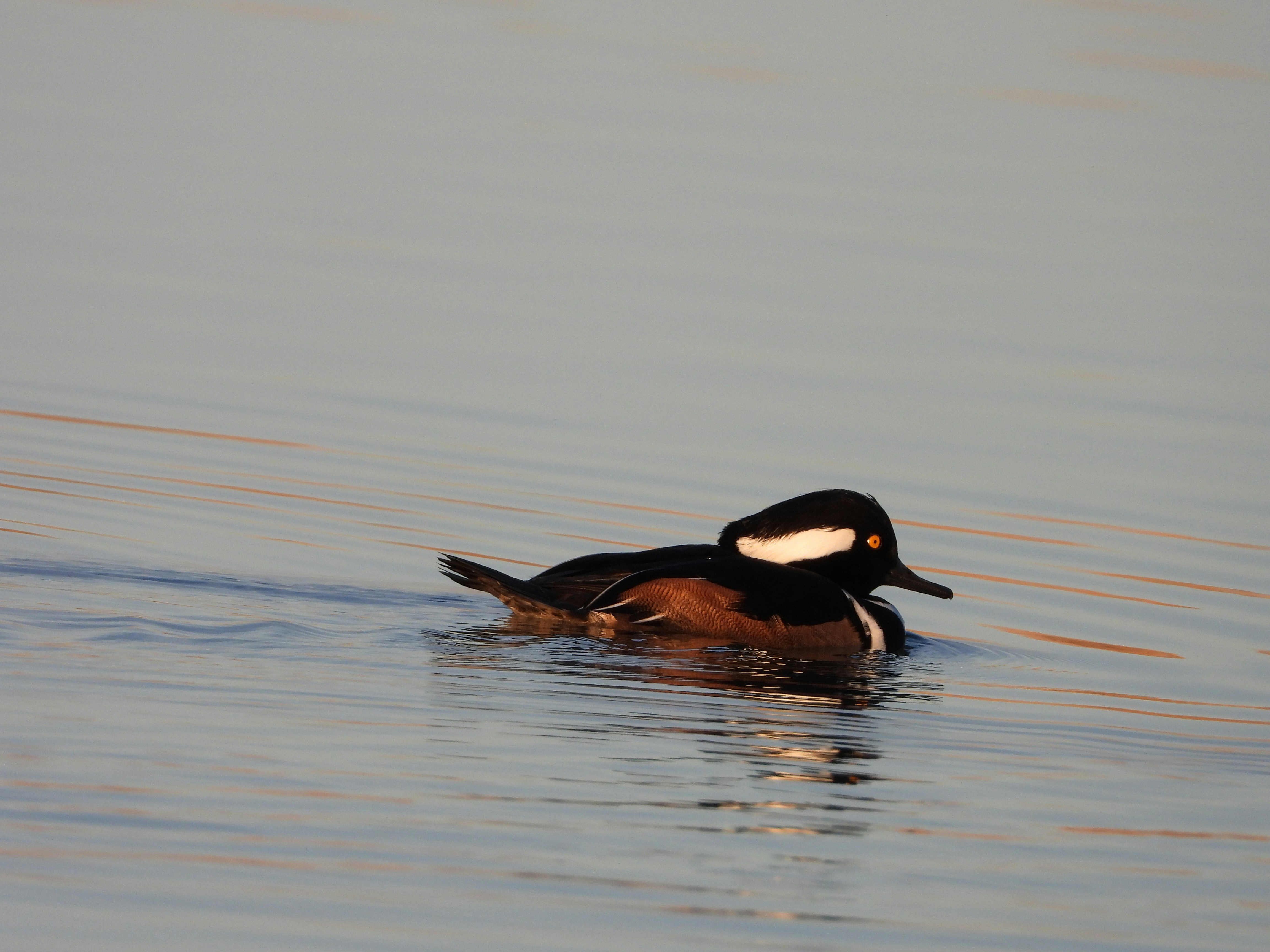 Photo by evergreene24