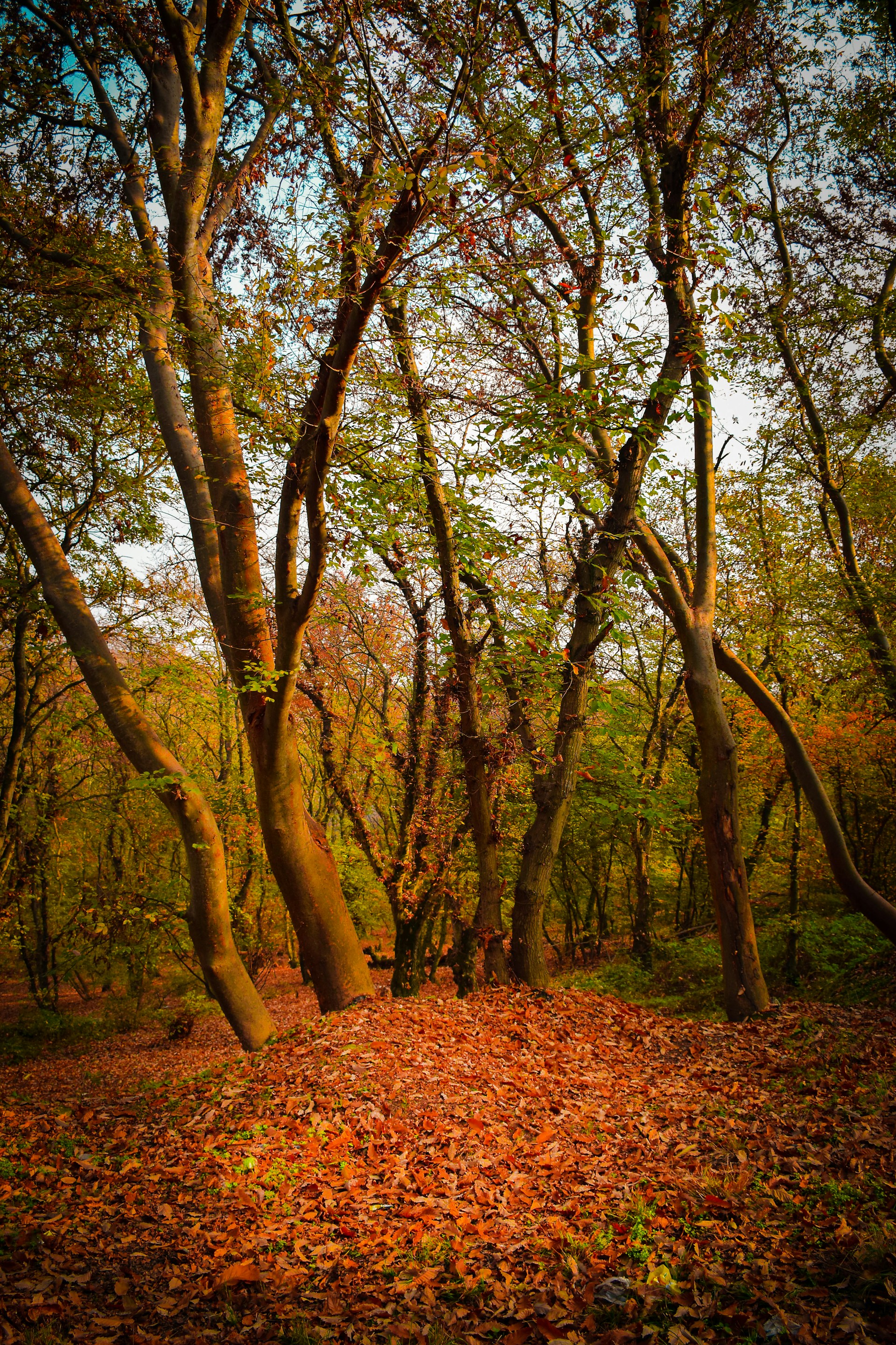 a forest filled with lots of trees and leaves