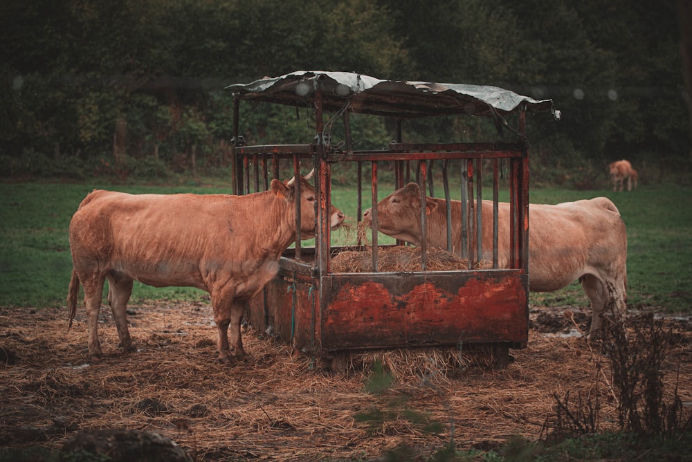 a couple of cows standing next to each other in a cage