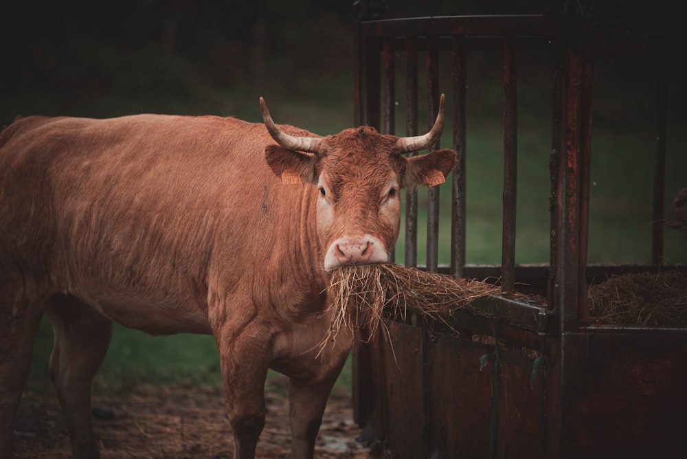 a brown cow standing next to a metal fence