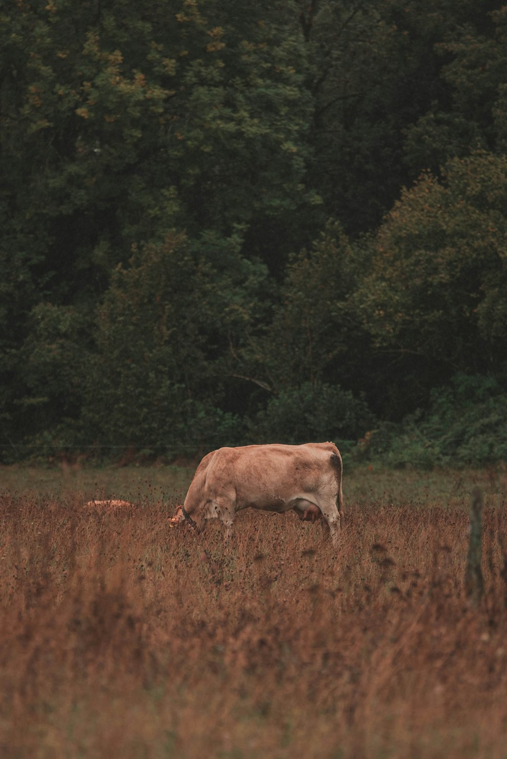 a cow grazing in a field with trees in the background