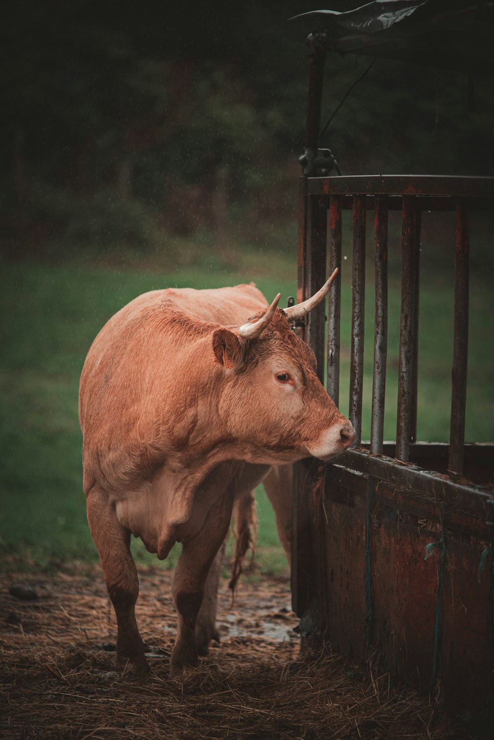 Una mucca marrone in piedi accanto a una staccionata di legno