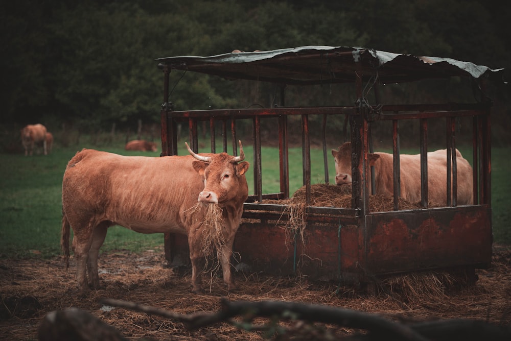 a couple of brown cows standing next to each other