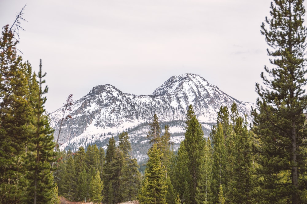 a group of trees with a mountain in the background