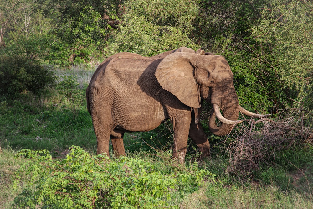 um elefante grande em pé em um campo verde exuberante