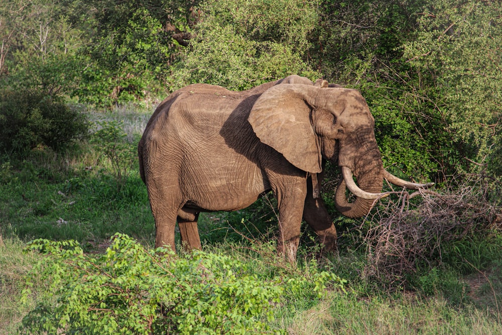 a large elephant standing in a lush green field