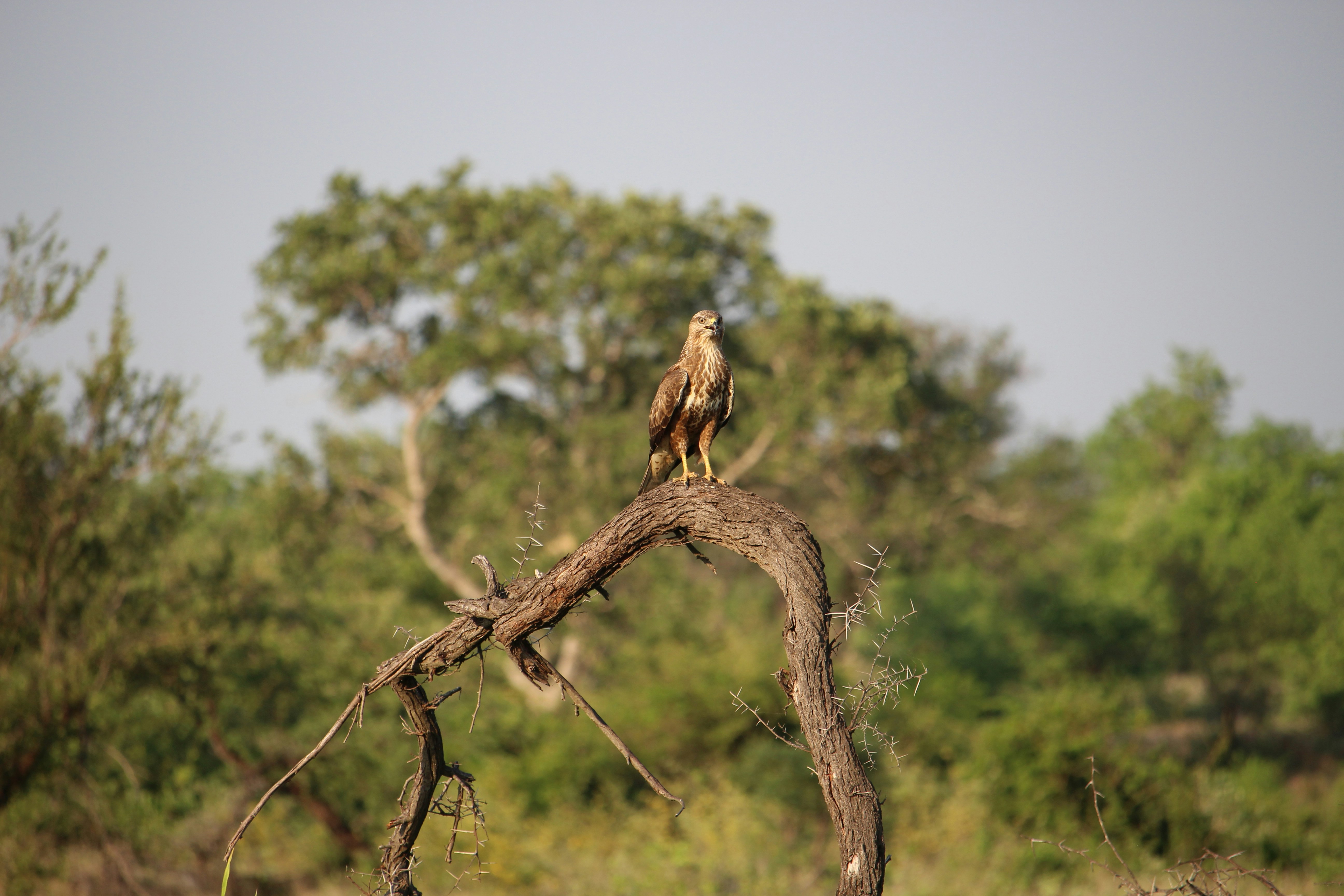 a bird perched on a tree branch in a forest, Eagle</p><p>