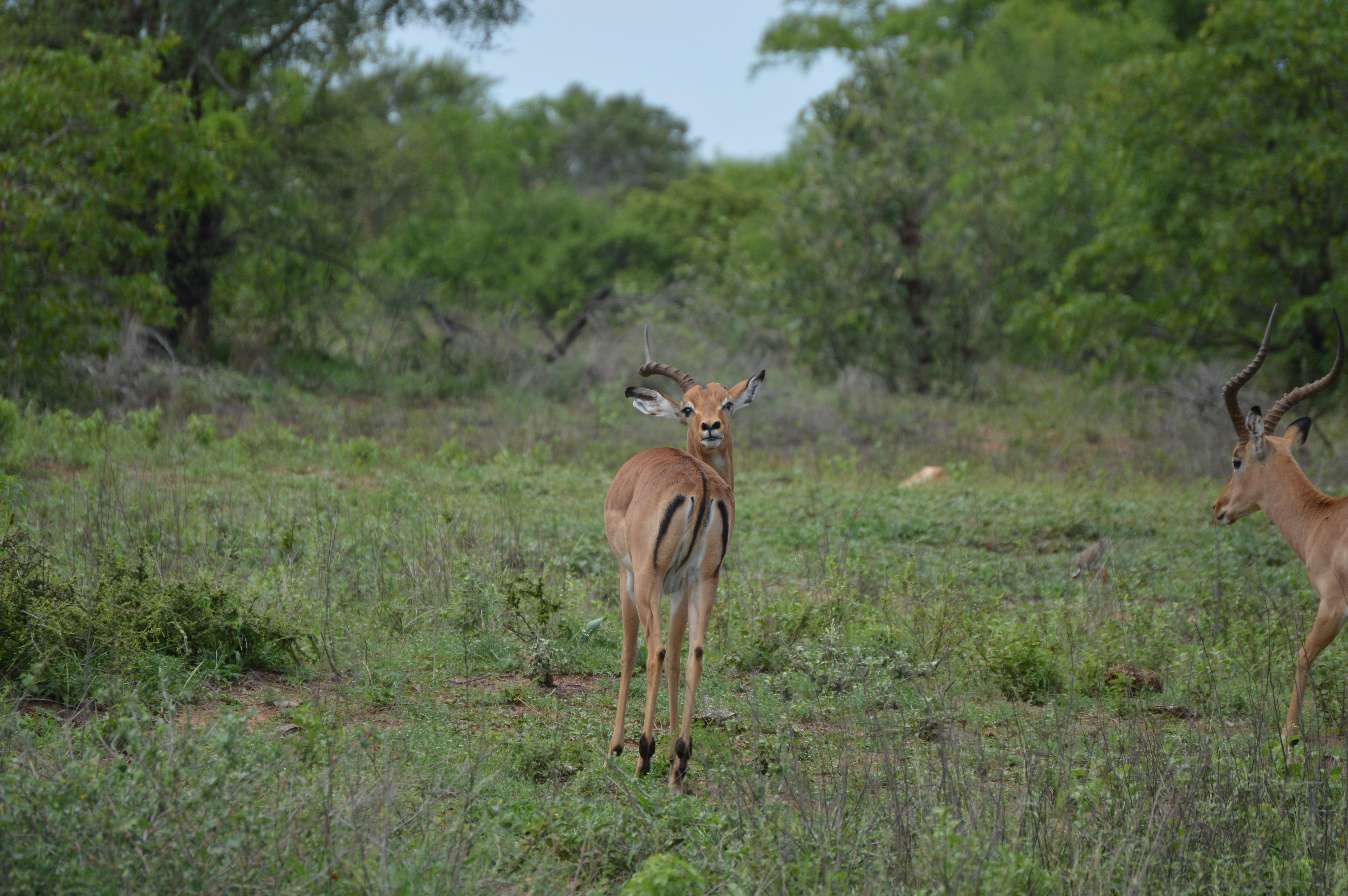 a couple of deer standing on top of a lush green field