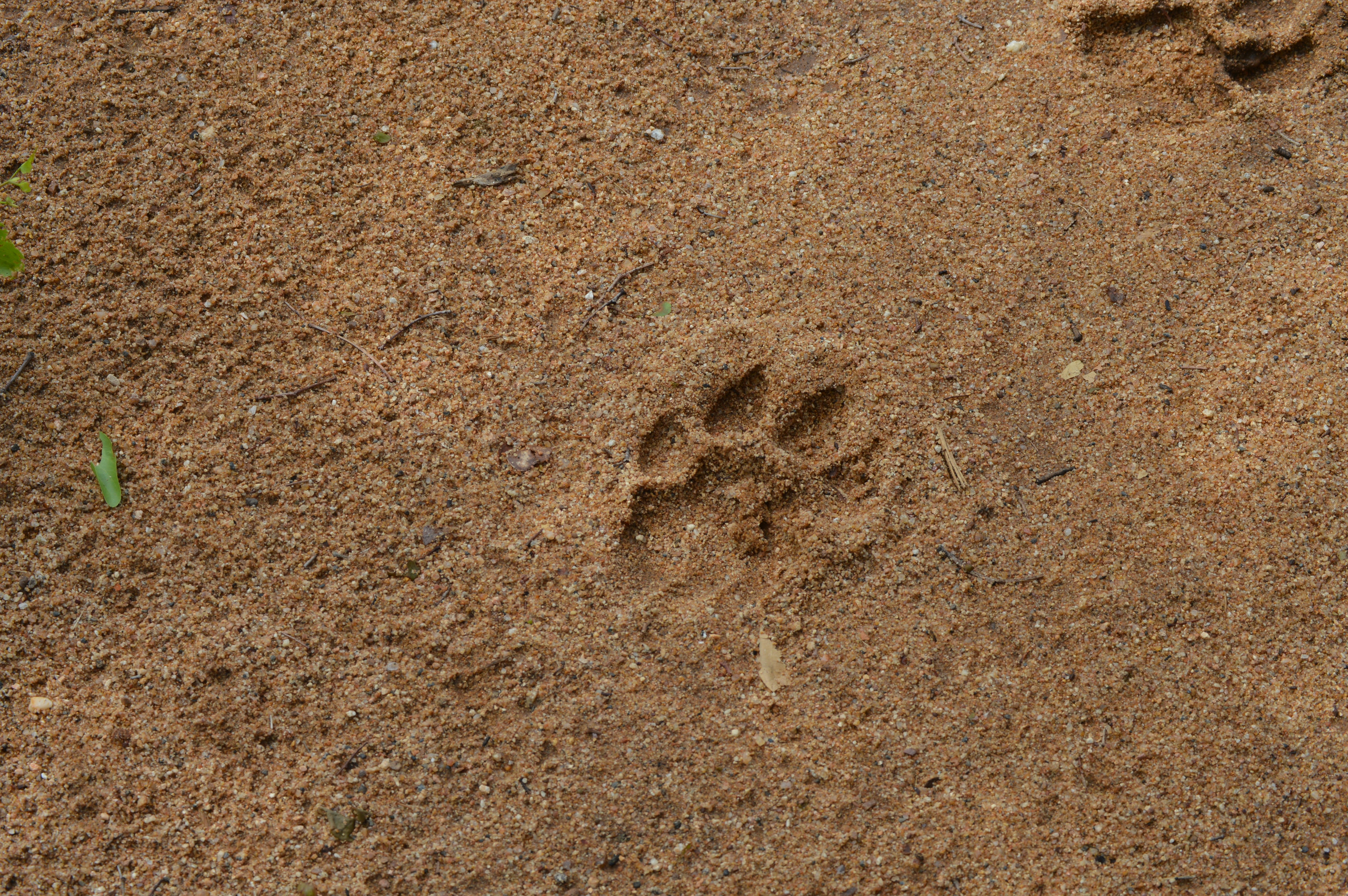 Paws, Prints, and Tracks (image credits: unsplash)