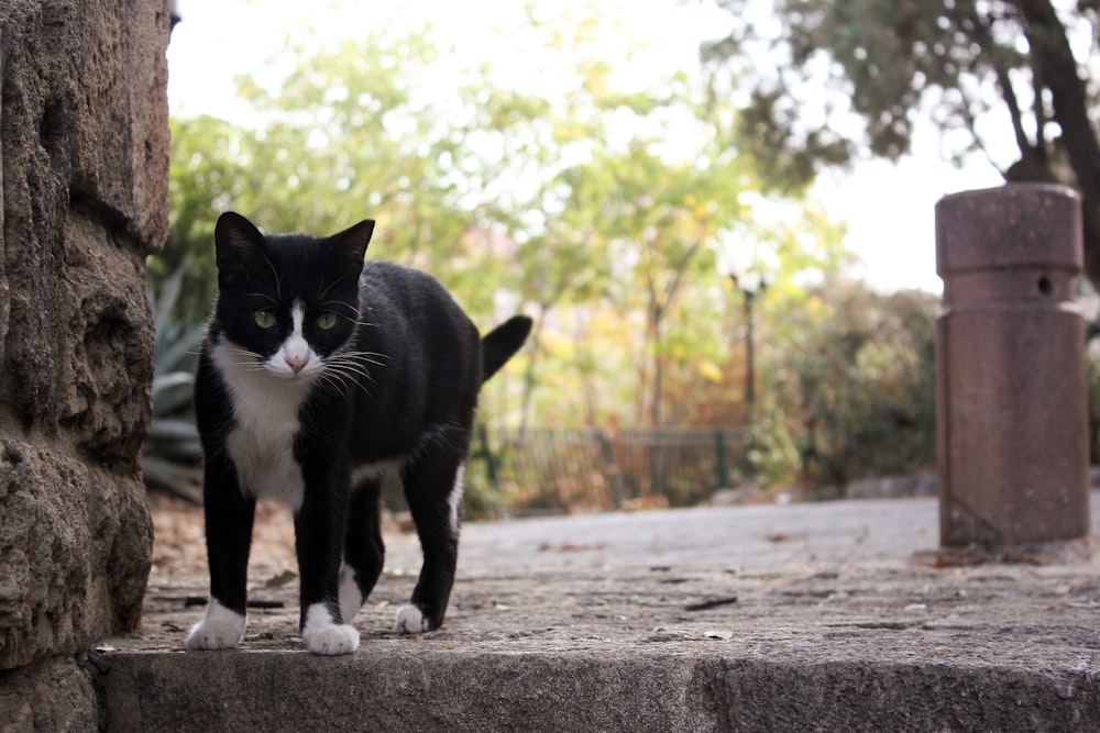 a black and white cat is standing on a ledge