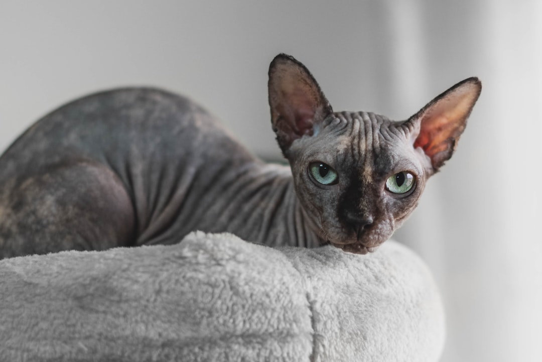 a cat that is looking at the camera,