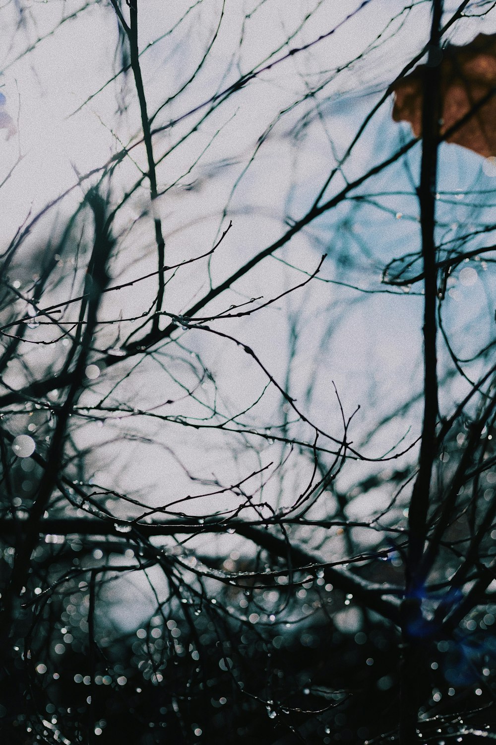 a leafless tree with a sky in the background