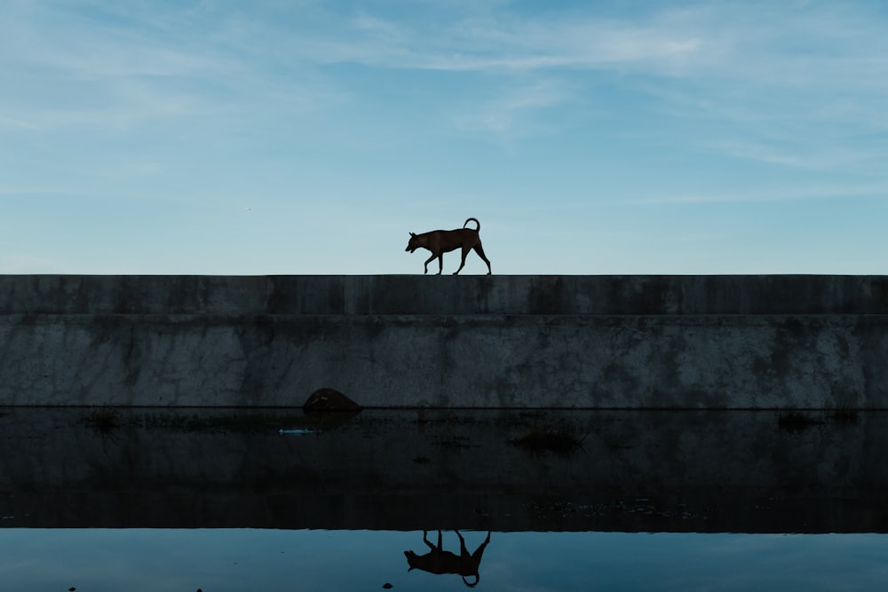 a dog walking along a wall next to a body of water