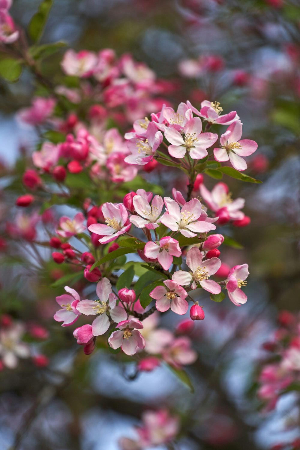 a bunch of pink flowers that are on a tree