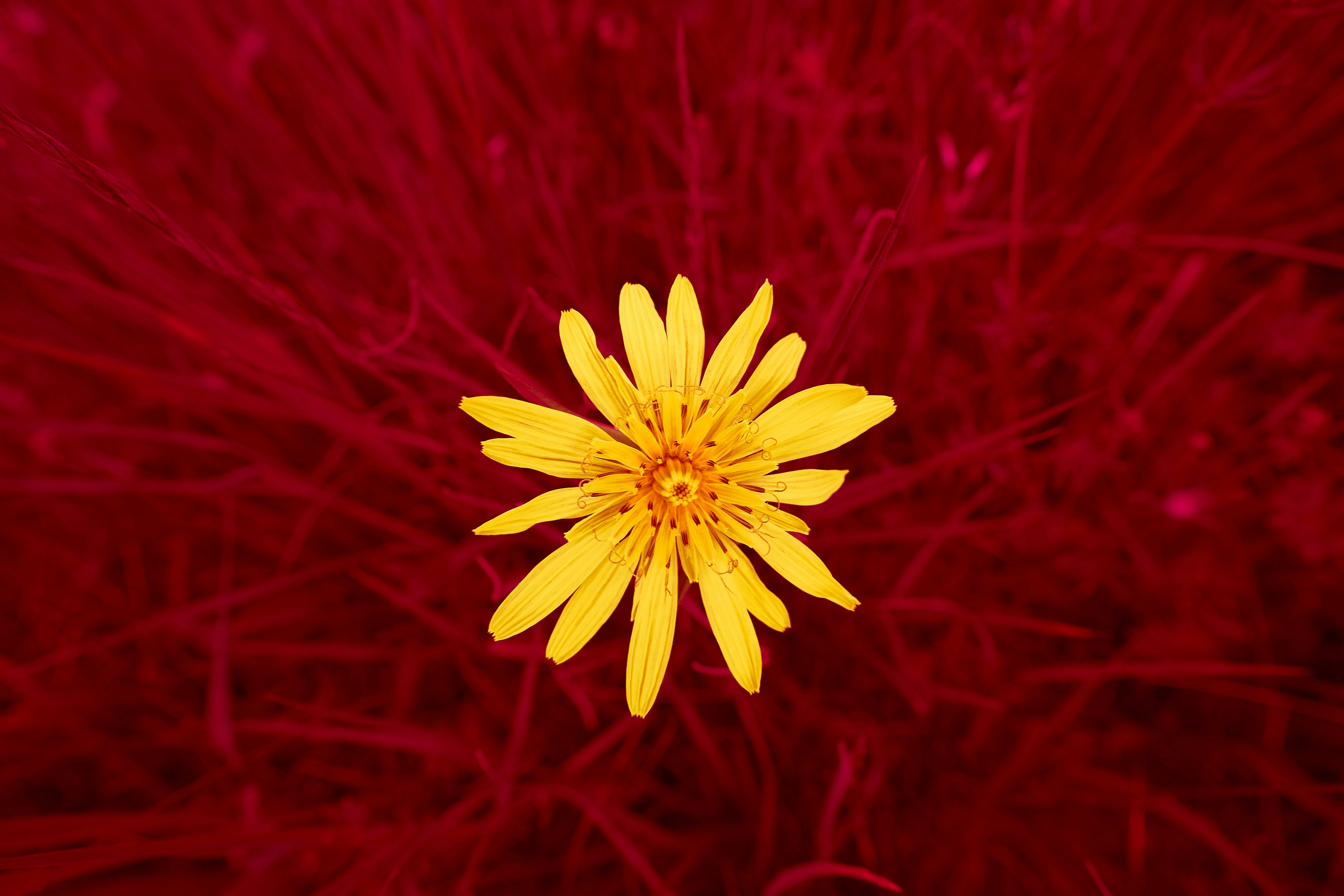 Photo by wolfgang_hasselmann