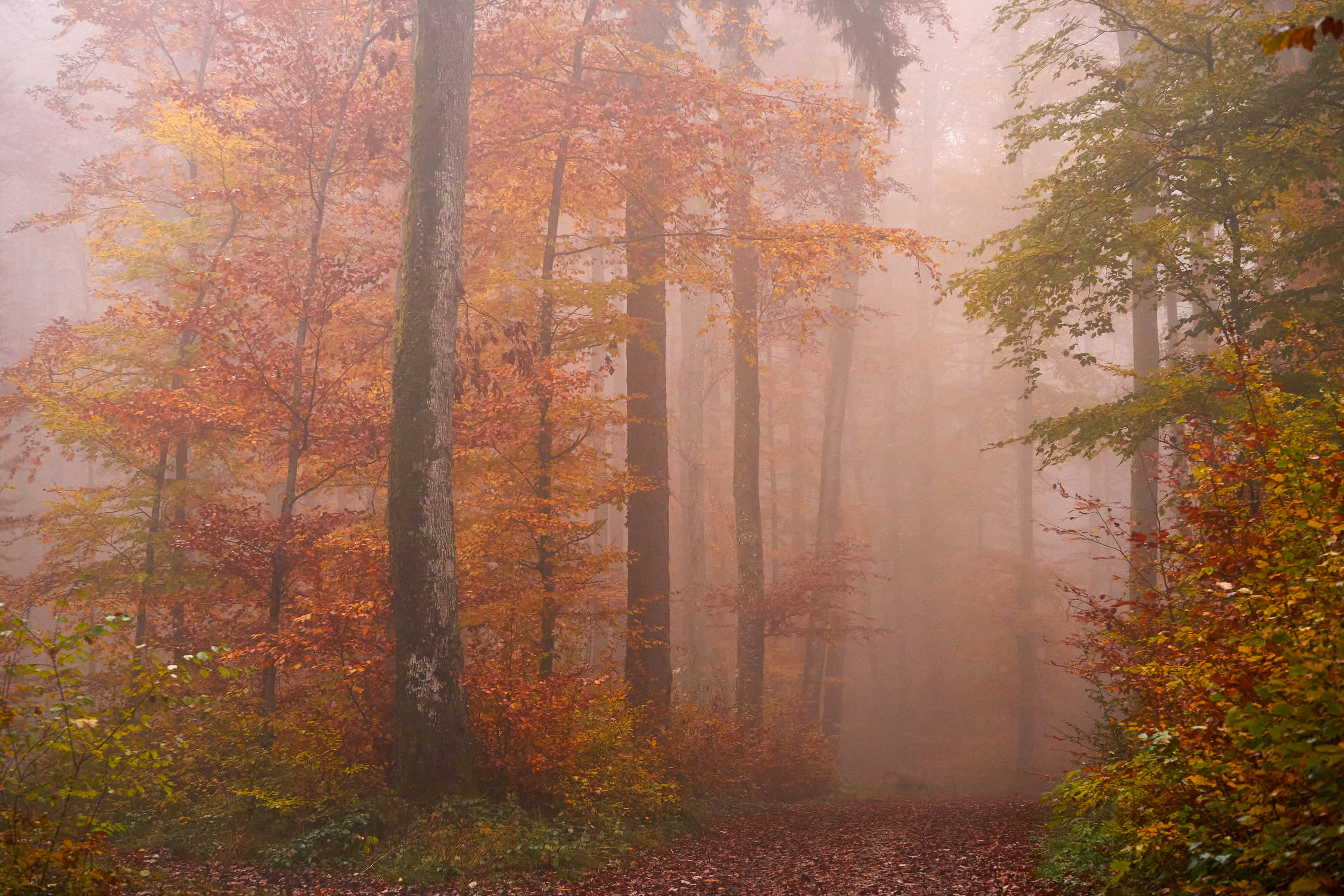 Photo by wolfgang_hasselmann