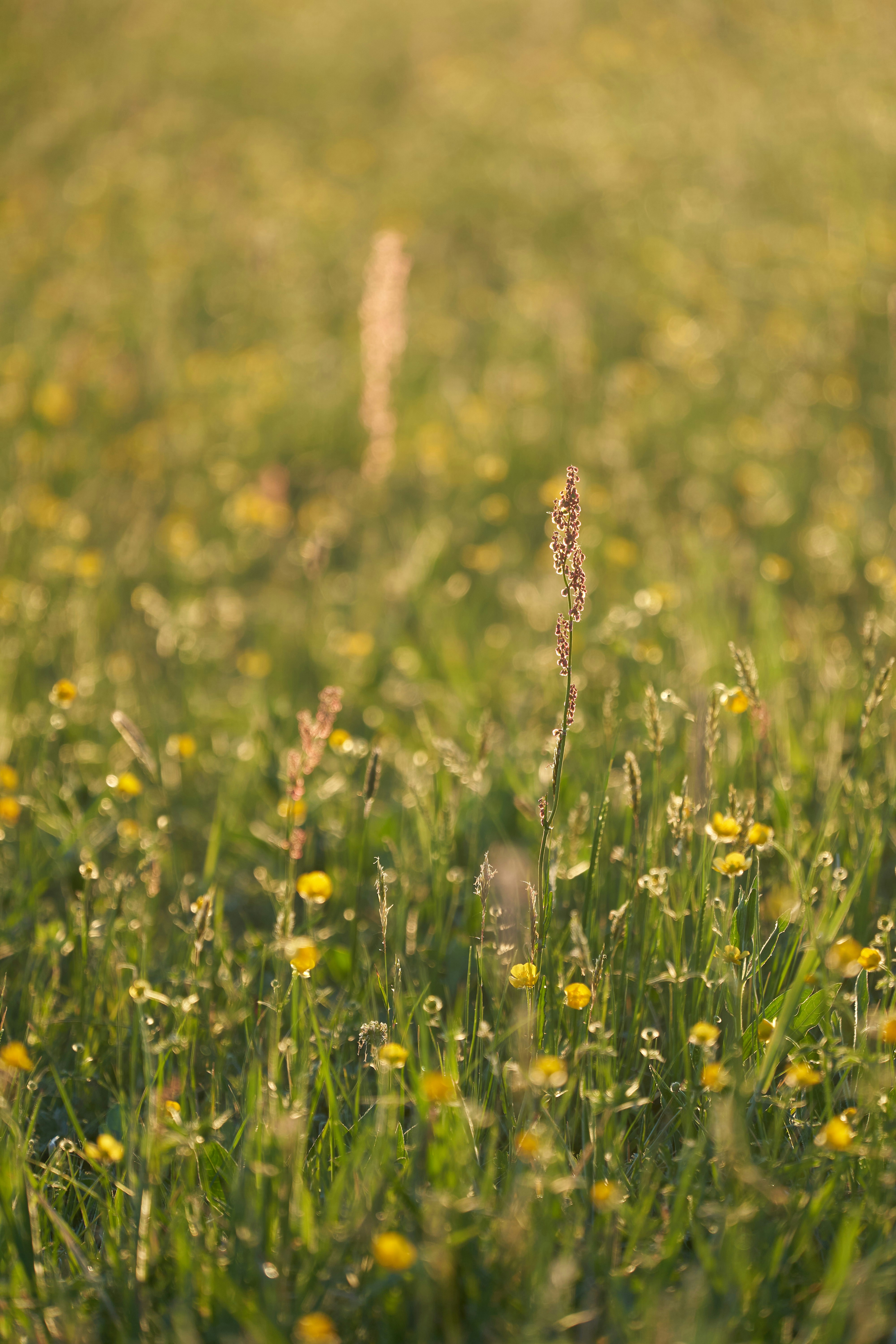 Photo by wolfgang_hasselmann