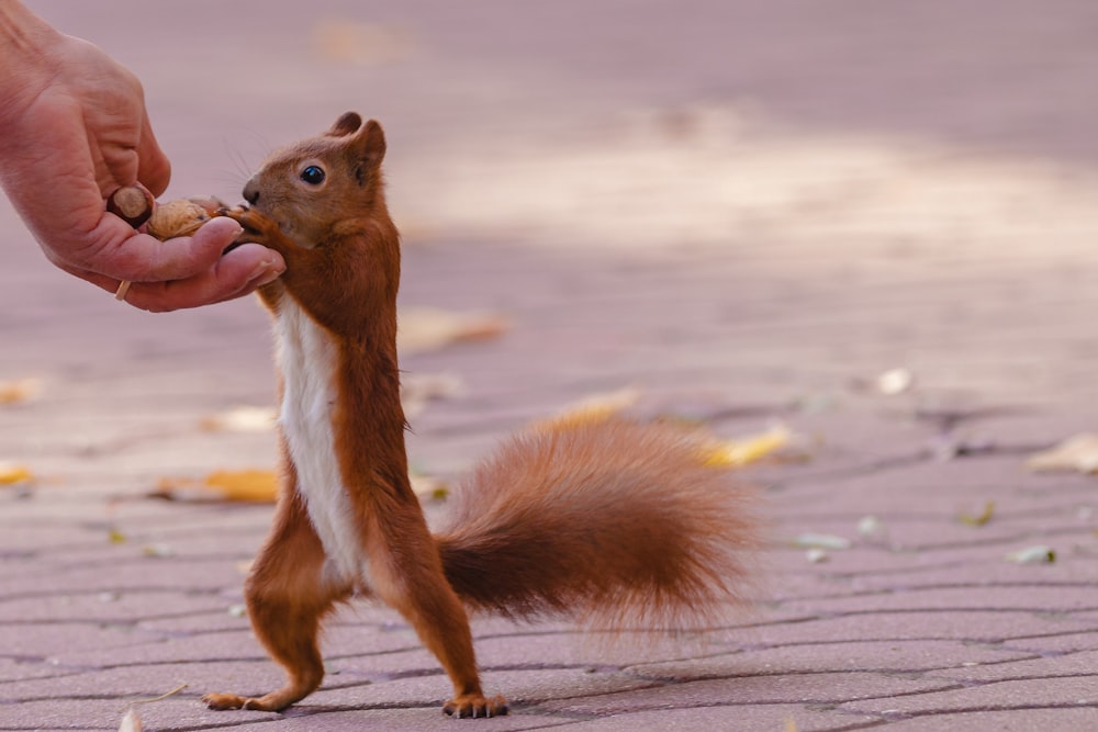 a person feeding a squirrel a piece of food