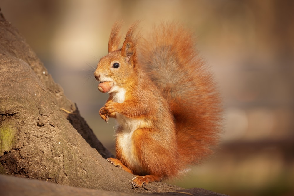 a red squirrel sitting on top of a tree branch