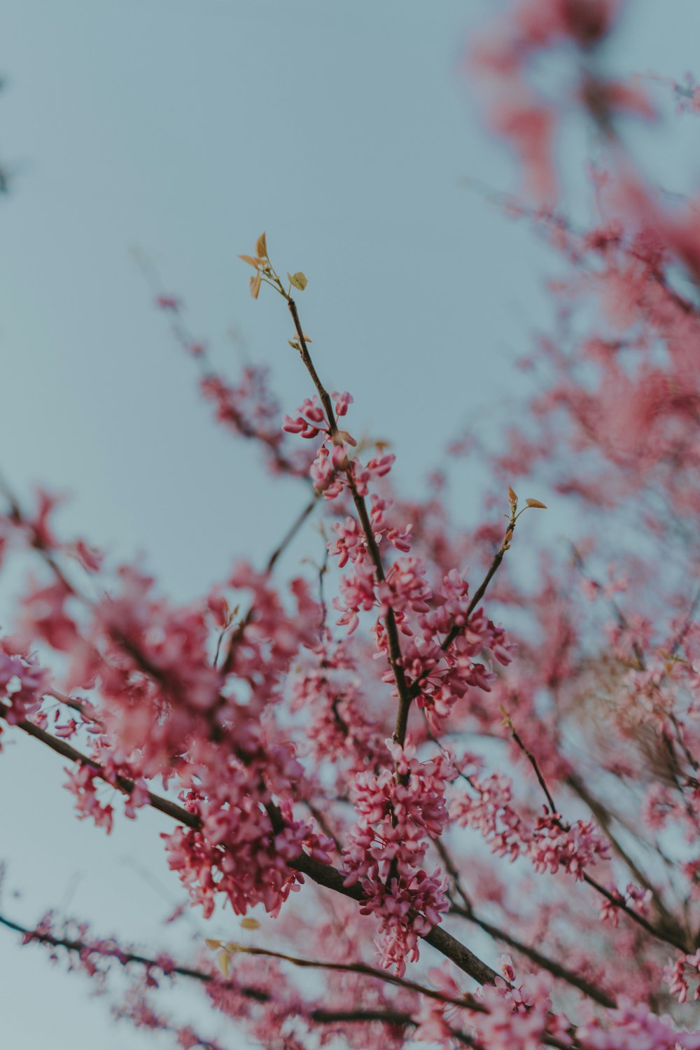 a close up of a tree with pink flowers