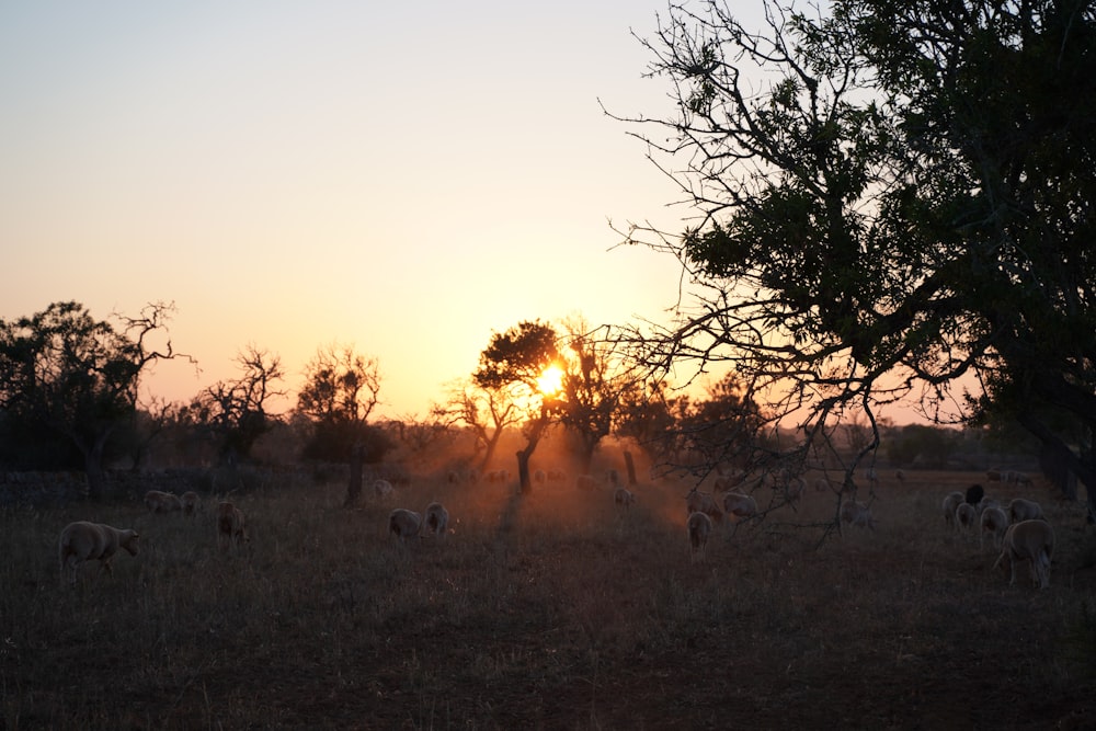 a herd of sheep grazing on a dry grass field