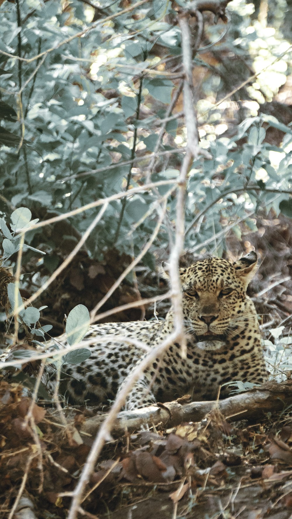 a leopard laying in the middle of a forest
