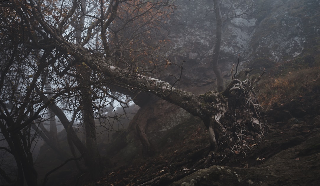 Hunter using shooting sticks in prone position glassing and shooting across alpine meadow