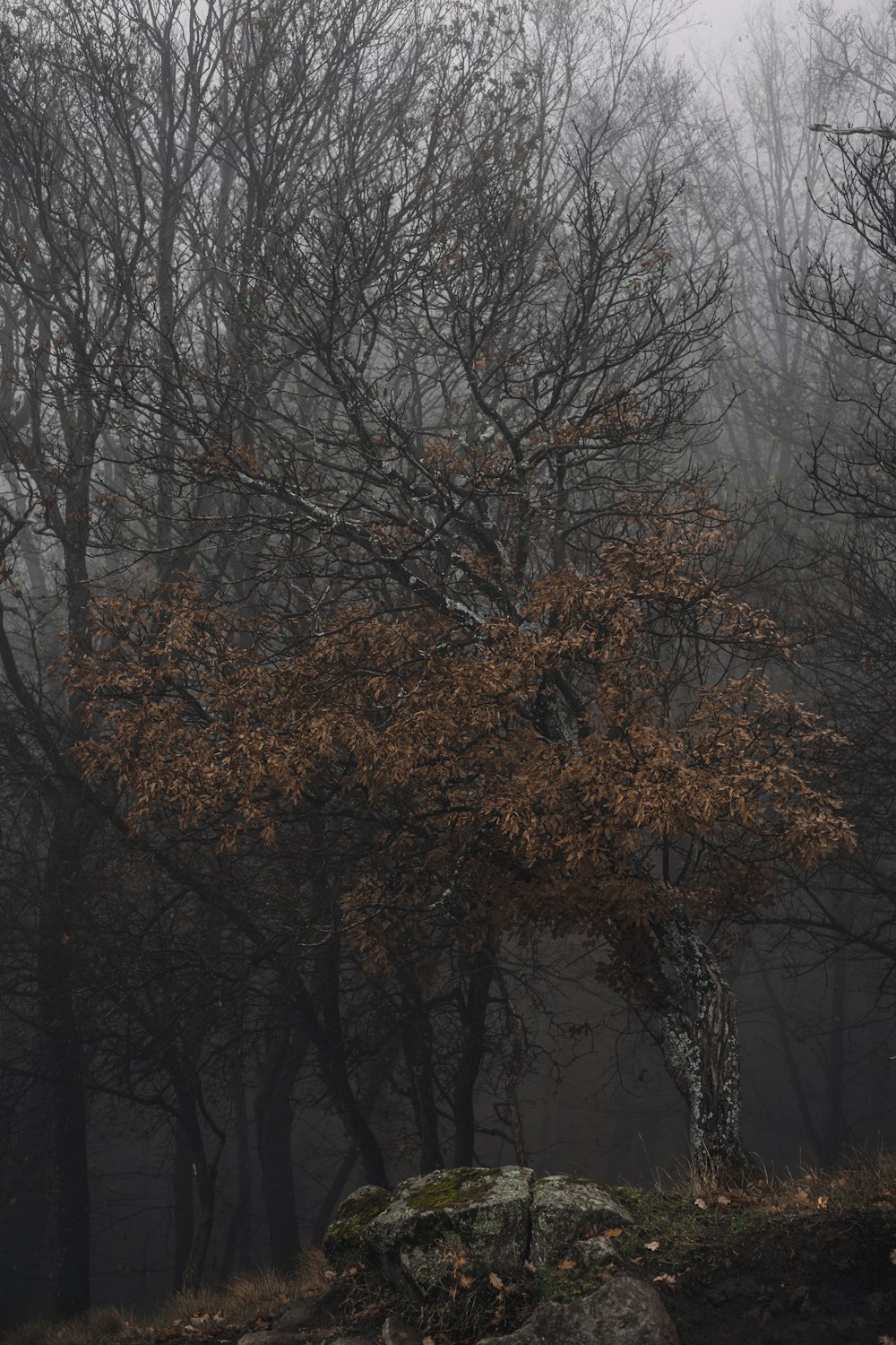 Un albero solitario nel mezzo di una foresta nebbiosa