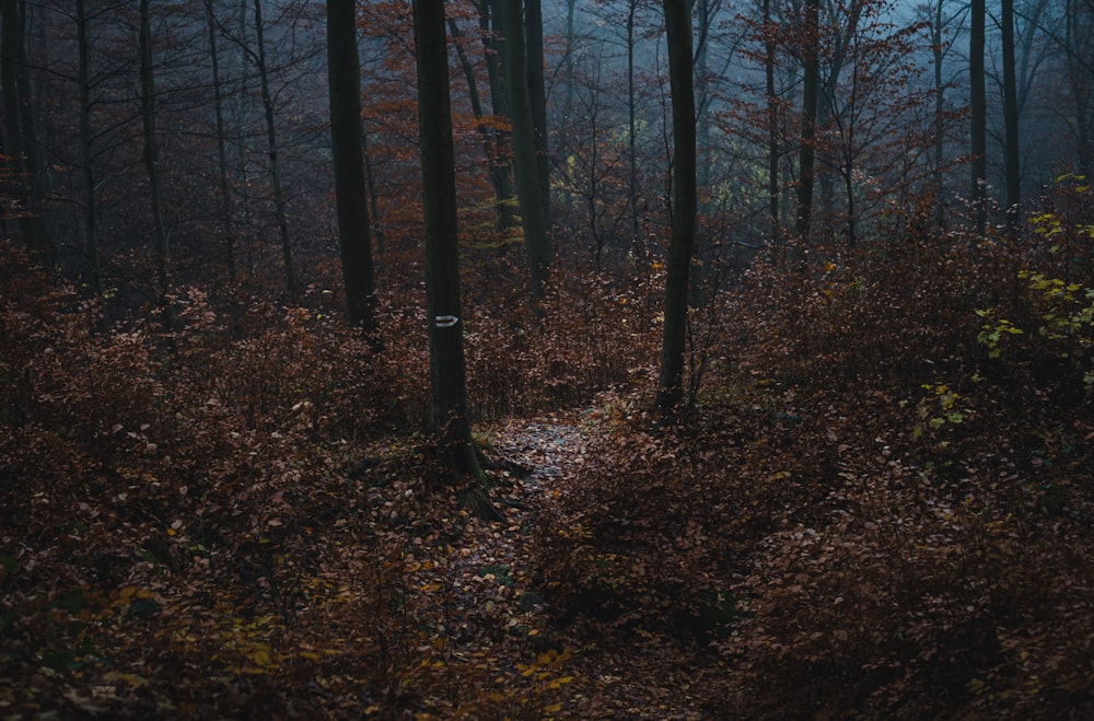 Un camino a través de un bosque con muchos árboles