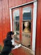 a dog looking at a sheep through a window